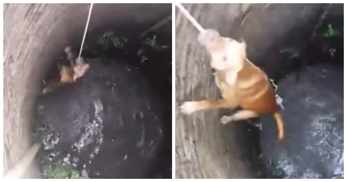 Homens salvam cão que caiu num poço