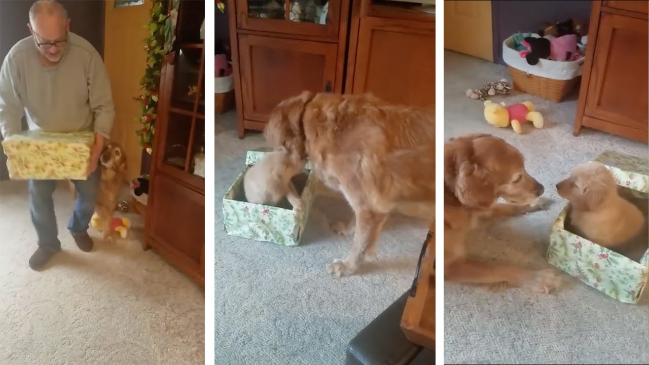 Golden retriever velhinho recebe filhote no Natal e não aguenta de alegria