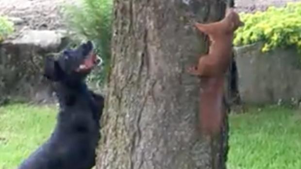 Esquilo diverte-se com um cão à volta da árvore
