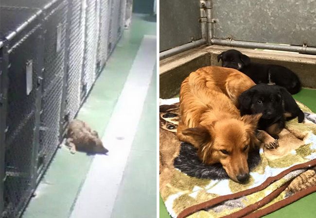 Cadela foge da sua jaula num abrigo para consolar cachorrinhos que choravam