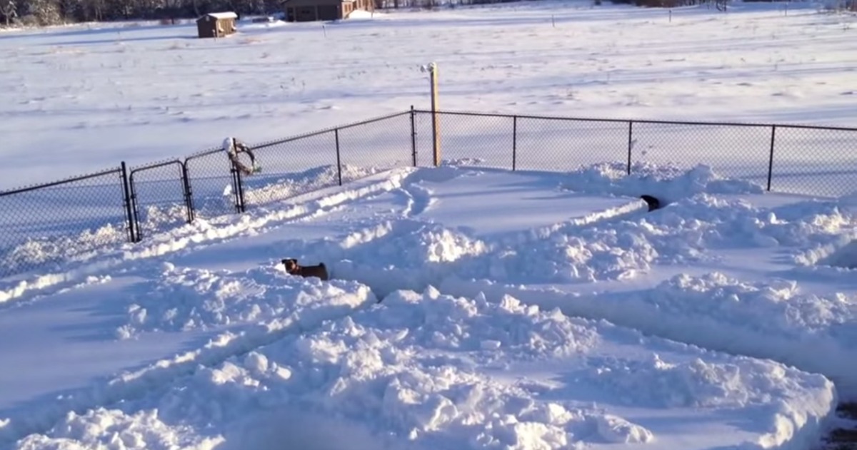 Fizeram um labirinto na neve só para o seu cão poder brincar
