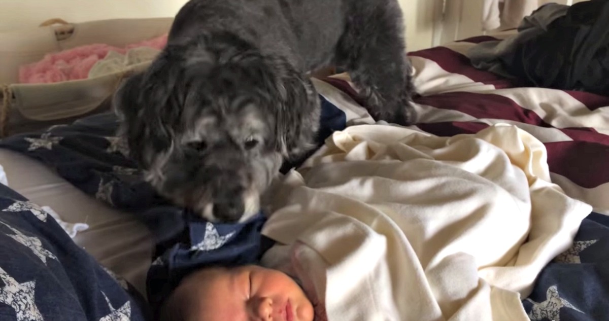 Cão sobe a cama enquanto o bebé dormia: O que ele faz é incrível!