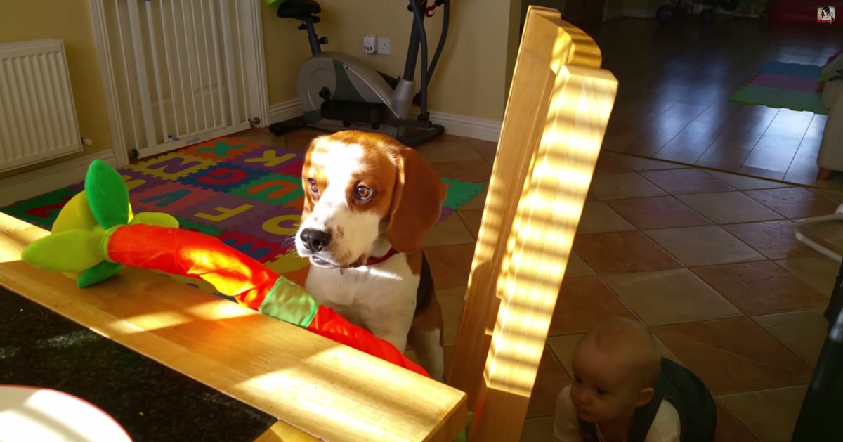 Beagle tenta trocar brinquedo por pequeno almoço