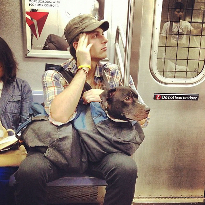 Os animais não podem entrar no metro de Nova Iorque a menos que sejam transportados… então isto aconteceu