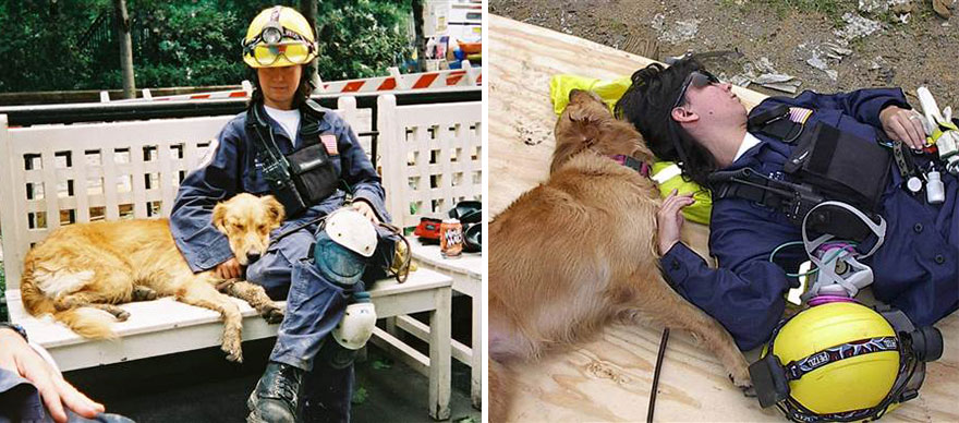 Esta golden retriever é a última heroína dos cães de resgate do 11 de setembro