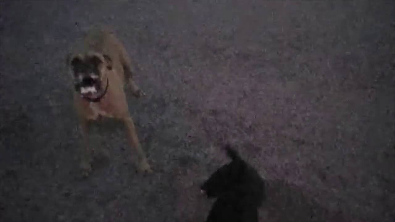 Vê o que fez este polícia a 2 cães perigosos à solta na rua