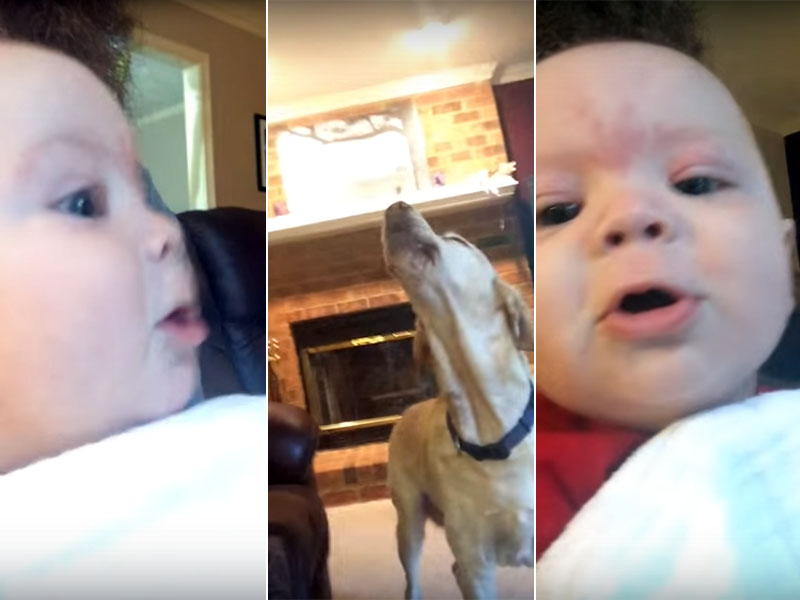 Bebé de 5 meses vê cães a uivar e tenta imitar; vê o vídeo