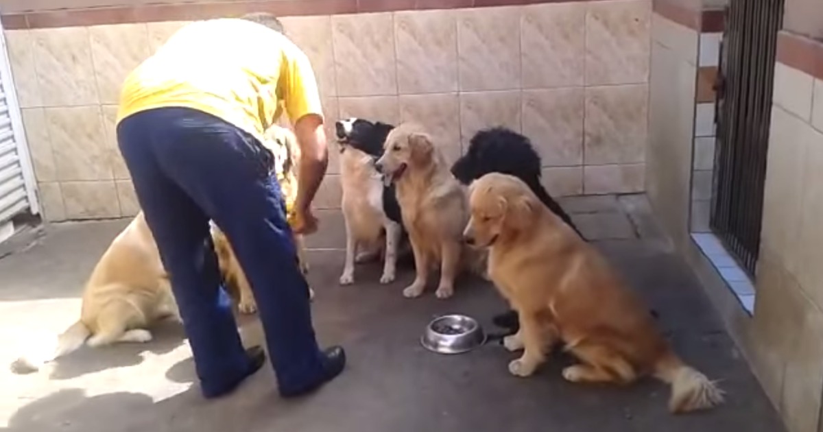 Cães esperam pacientemente pela autorização para comer