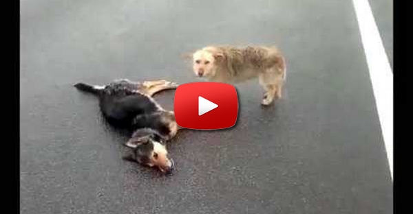 Dois cães abandonados não abandonam o seu amigo atropelado