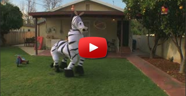 A Zebra dançante