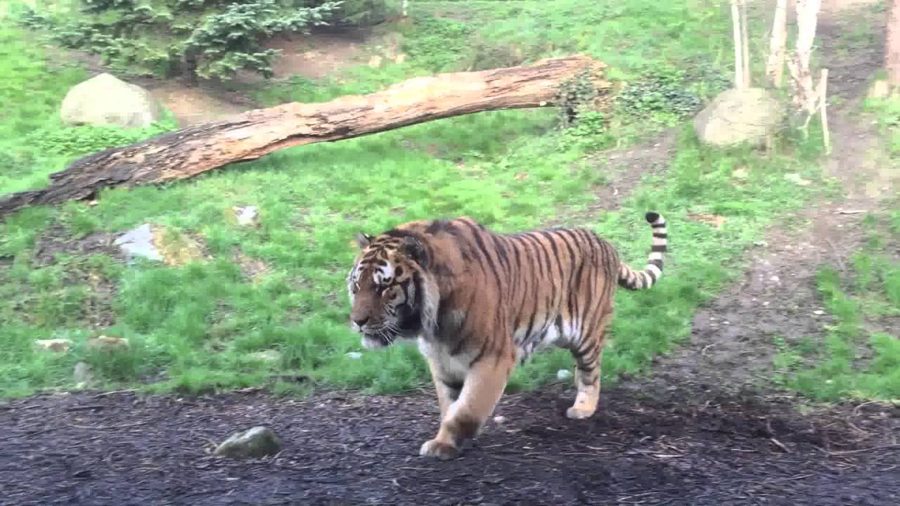 Imagina num zoo quase assistires uma luta entre imponentes tigres
