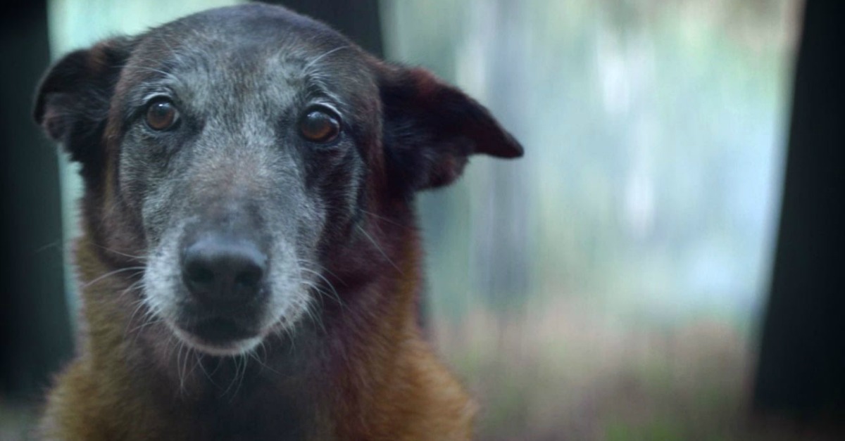 Este é o vídeo sobre abandono de animais que está a emocionar a Internet