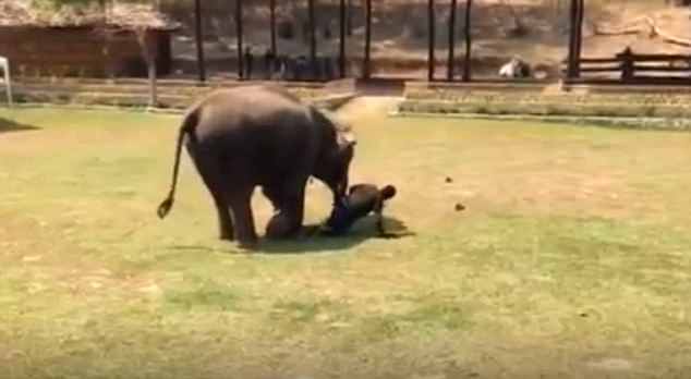Elefante demonstra fidelidade e protege cuidador de ataque