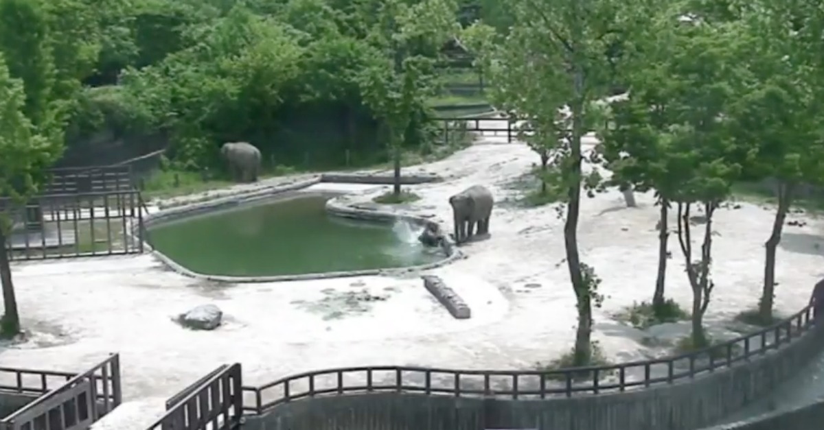 Elefantes adultos ficam em alerta após cria cair a um lago e correm para socorrê-la