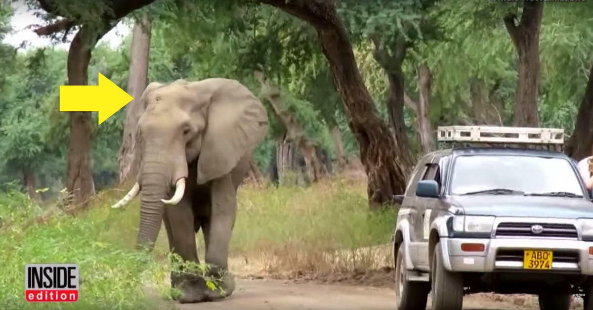 Elefante inteligente pede ajuda aos humanos para lhe removerem uma bala alojada na cabeça