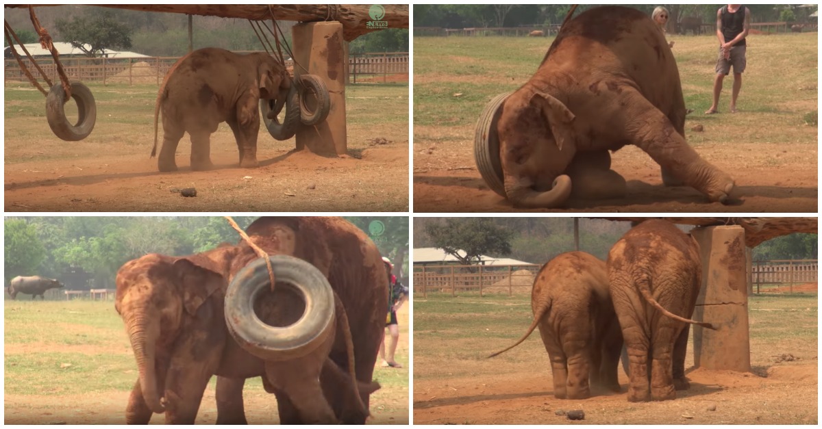 Mãe elefante tem a árdua tarefa de convencer o filho a ir comer quando este só quer brincar