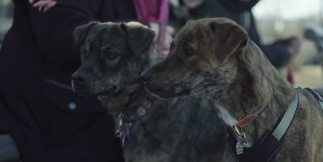 Cão perdido durante furacão reencontra irmão após teste de DNA
