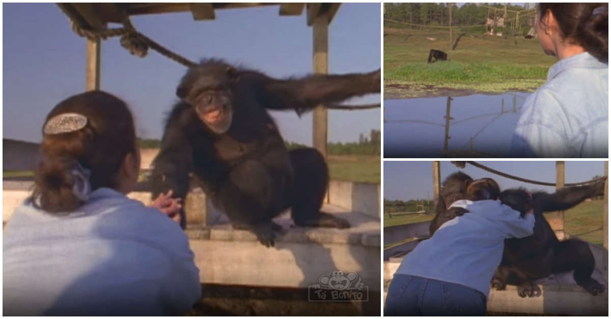 Um reencontro emocionante entre um grupo de chimpanzés e a mulher que os salvou há 18 anos atrás