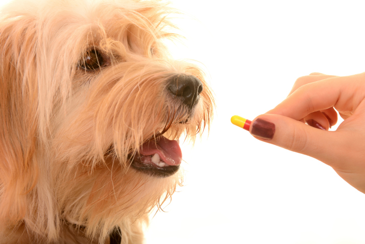 Como conseguir que um cão tome o medicamento de forma fácil