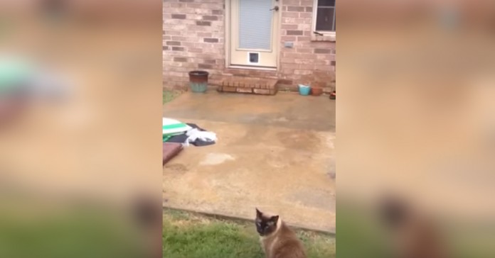 Gato reage à nova porta para entrar em casa