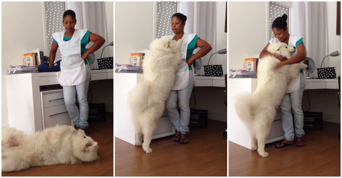 Esta cadela “fala”, abraça e beija para pedir desculpa