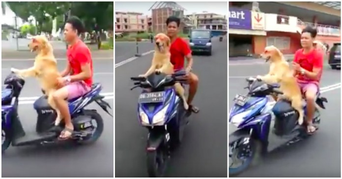 Este cão leva o seu dono a dar uma volta de mota