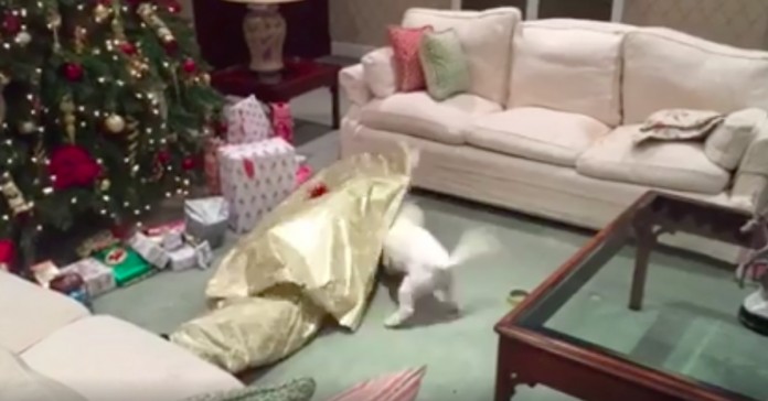 Cãozinho endoidece quando reconhece o seu presente de Natal
