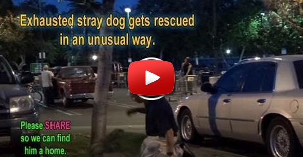 Cão abandonado completamente exausto foi resgatado de uma forma não comum
