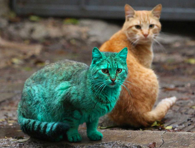 O mistério do gato verde visto na Bulgária