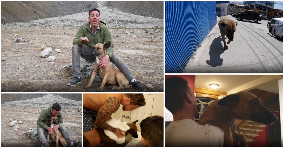 Steve-O (ex-Jackass) numa visita ao Peru encontrou o verdadeiro amor numa cadela de rua!