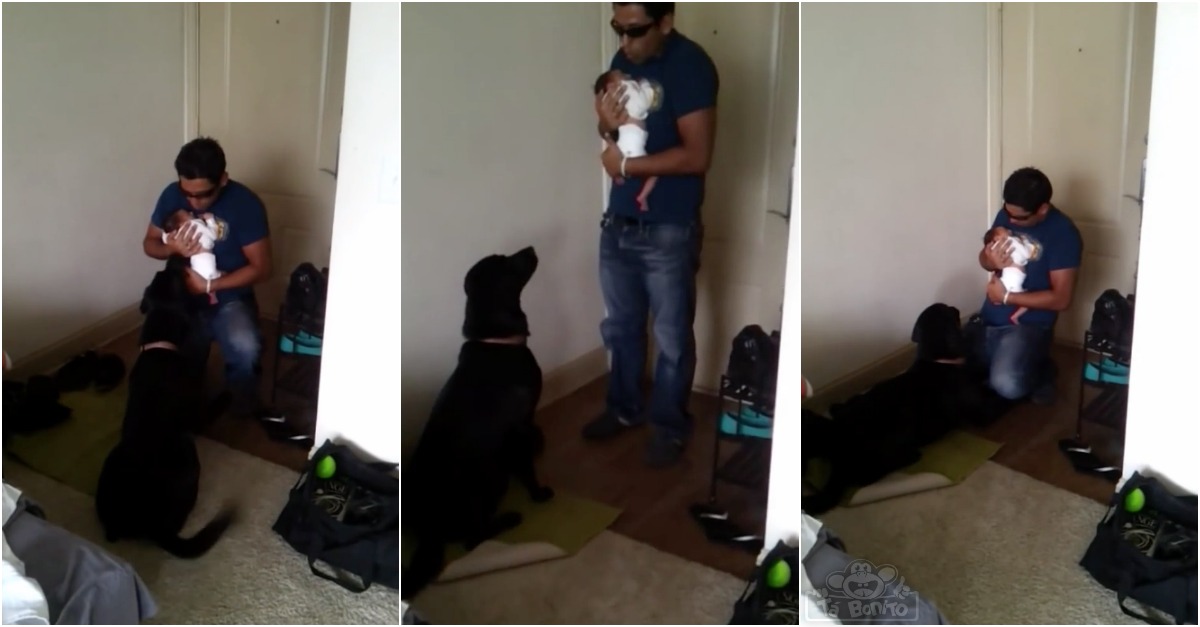 Este pai mostra como apresentar um recém-nascido a um cão