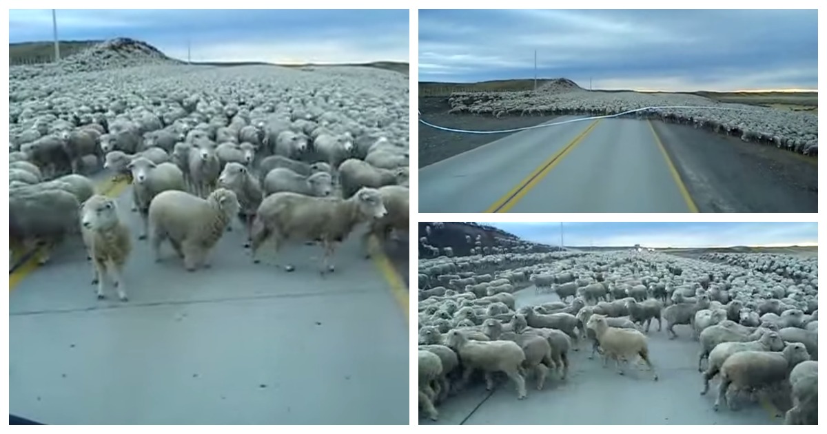 Enorme rebanho de ovelhas corta uma estrada no Chile