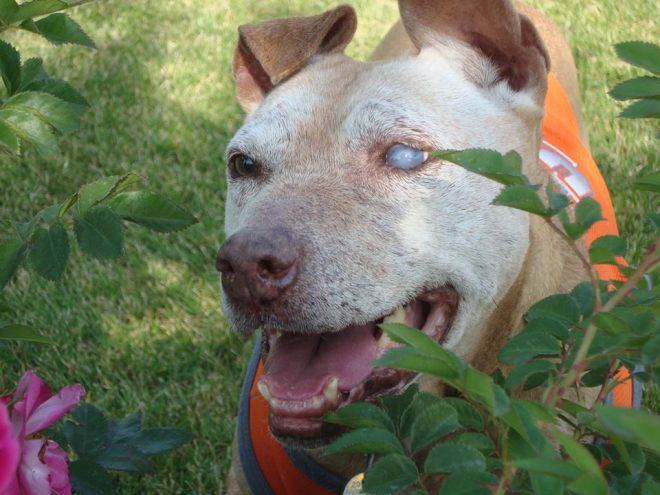 Cachorra explorada em lutas falece 10 anos após ser resgatada e ganha homenagem tocante