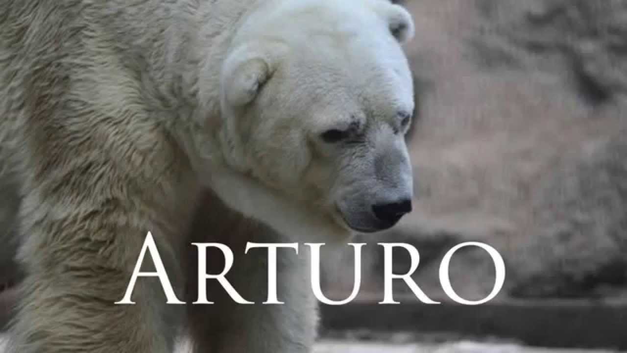 Morreu Arturo... o urso polar mais triste do mundo