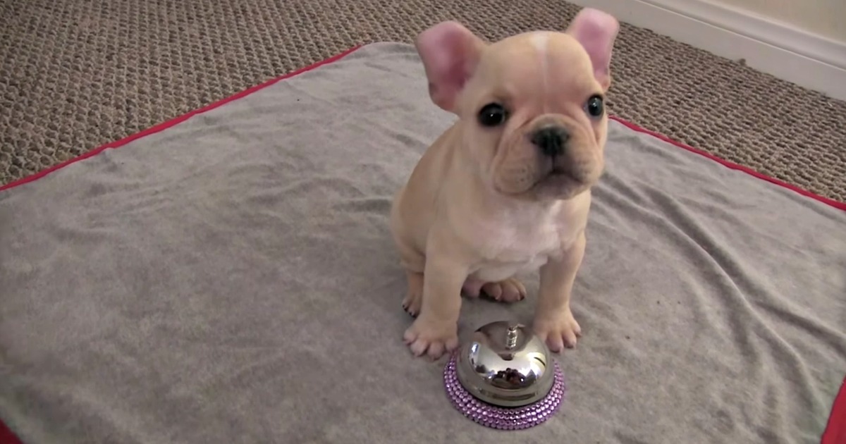 Este Bulldog tem apenas 12 semanas mas já sabe fazer vários truques
