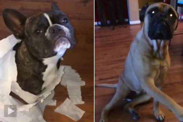 Perguntou aos seus dois cães quem fez a bagunça… e um deles “chibou” o amigo!
