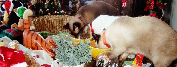 13 cães e 1 gato fazem uma refeição de Natal