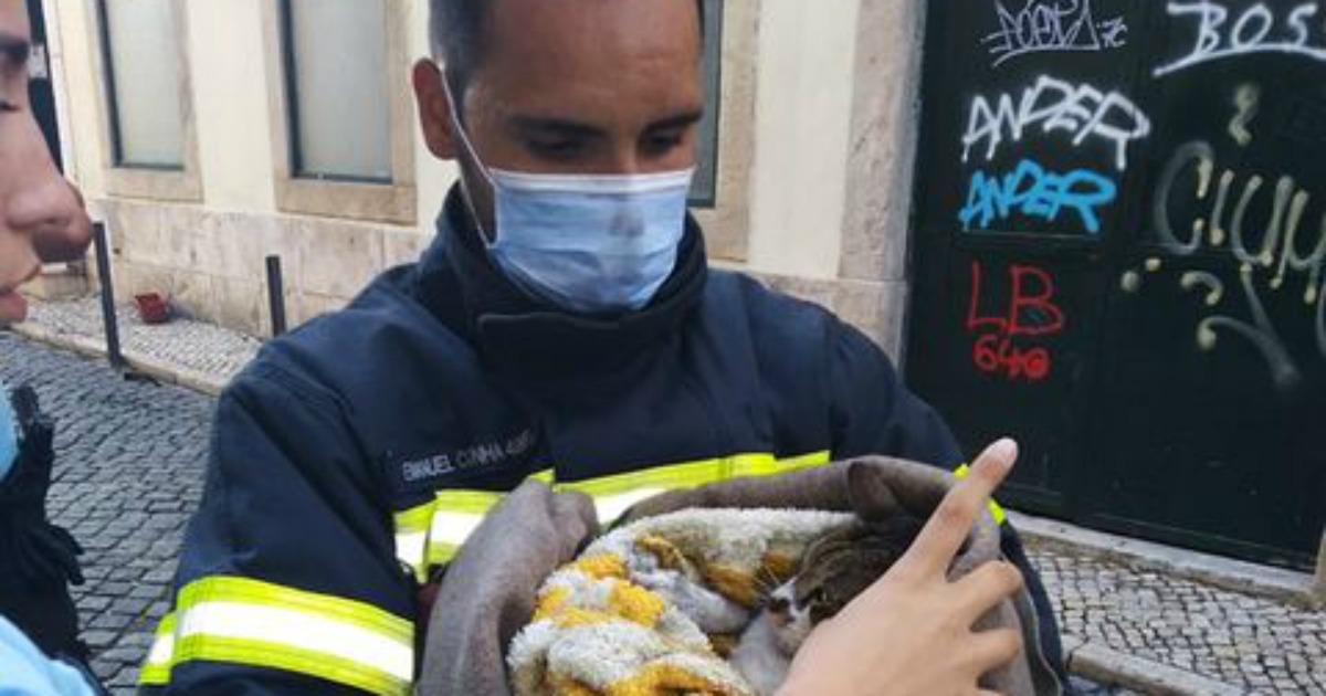 Gato foi salvo pelos bombeiros no rescaldo do fogo que destruiu prédios em Lisboa