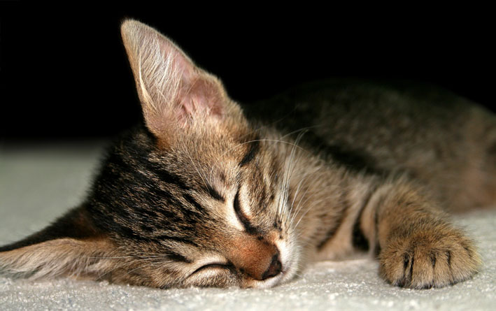 Um gato a adormecer :D