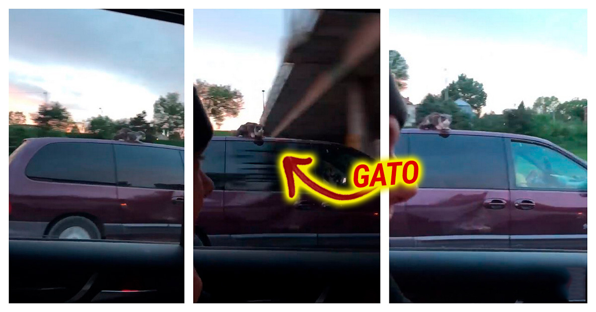 Gato é filmado a apanhar boleia no tecto de um carro a 95kmh