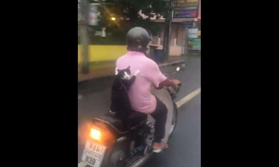 Gato a passear descontraído com o seu dono em viagem de scooter faz sucesso na Internet