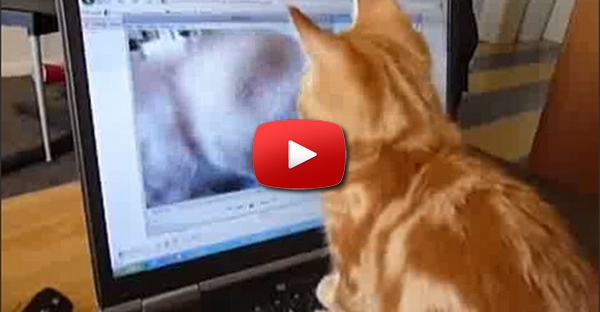 Gato confuso ao ver video de si proprio