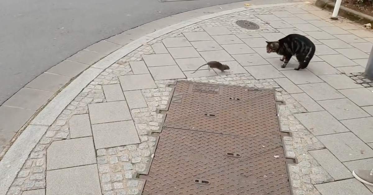 Gato enfrenta ratazana que encontra na rua... e vira vítima