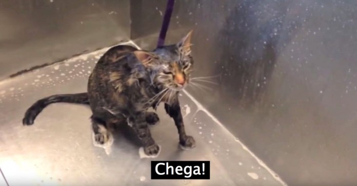 Gato, literalmente, diz que não quer mais tomar banho