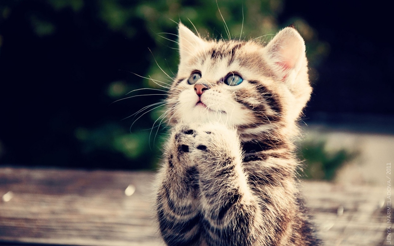 [IMPRESSIONANTE] Gato Sabe pedir comer em linguagem gestual