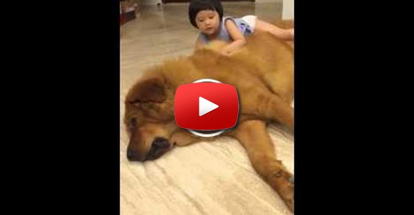 Esta menina adora brincar com o seu Mastiff Tibetano gigante