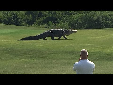 Crocodilo gigante com 4 metros invade campo de golfe