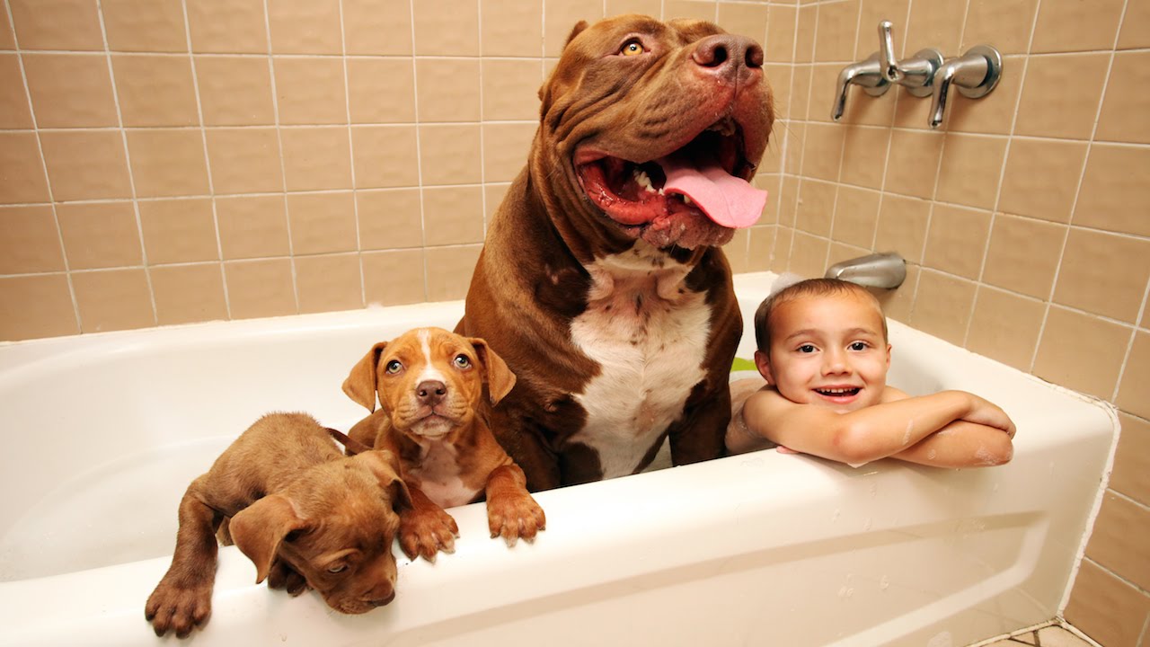 HULK: o maior Pitbull do Mundo foi pai de 8 cãezinhos!