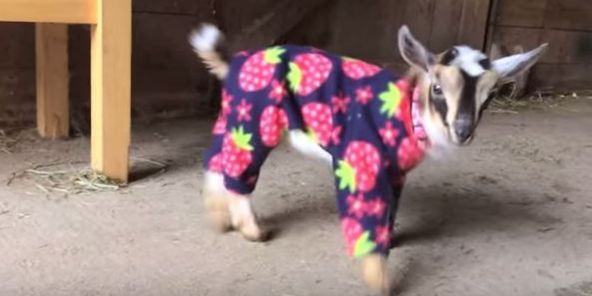 Cabras bebés recebem pijamas novos e dão pulinhos de alegria