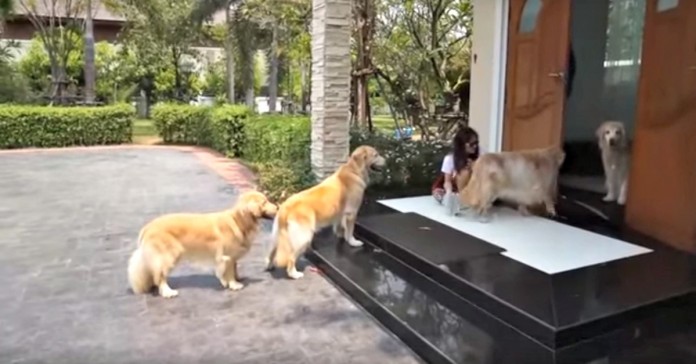 Vídeo mostra cães a fazer fila para serem limpos antes de entrarem em casa